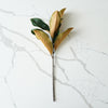 Magnolia Stem