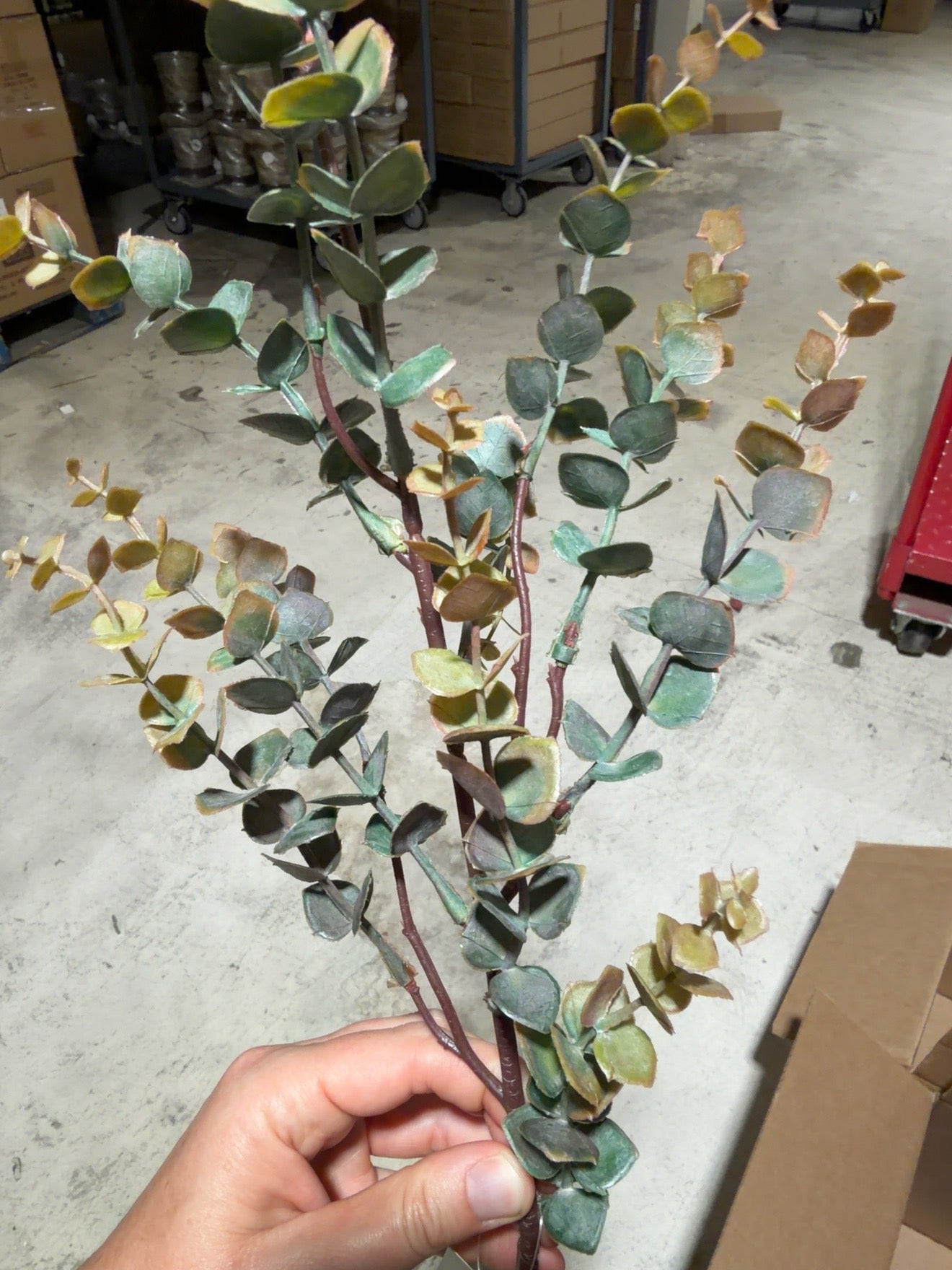 Autumn Variegated Eucalyptus Branch