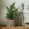 Real Touch Blissful Norfolk Pine Tree | 24”