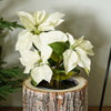 Potted White Poinsettia