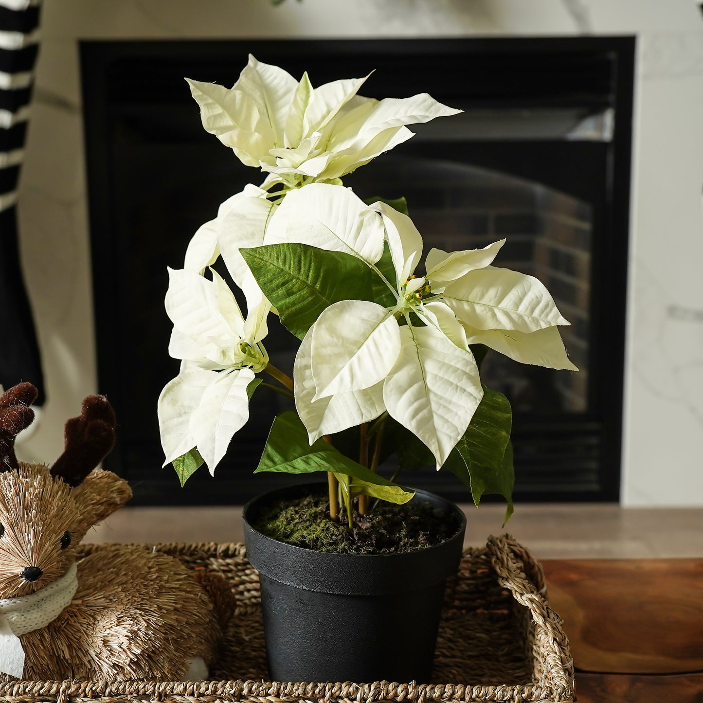 Potted White Poinsettia