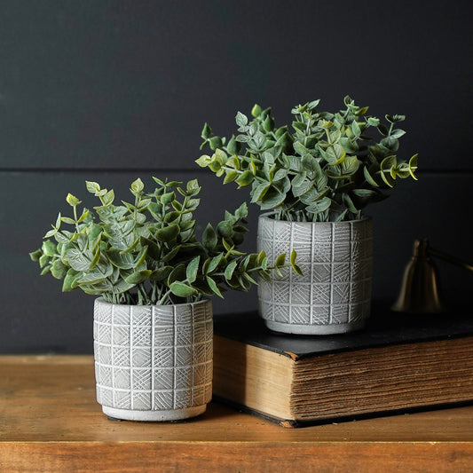 Eucalyptus in Cement Pot | Set of 2