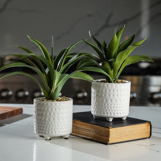 Potted Agave in Pattern Pot Set