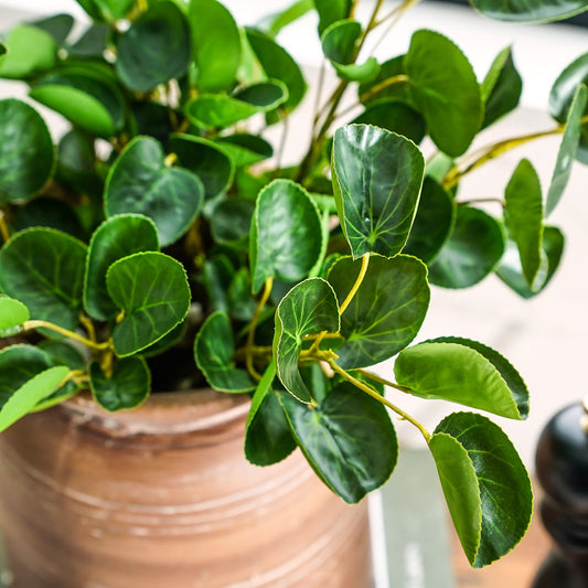 Luella Eucalyptus Stem