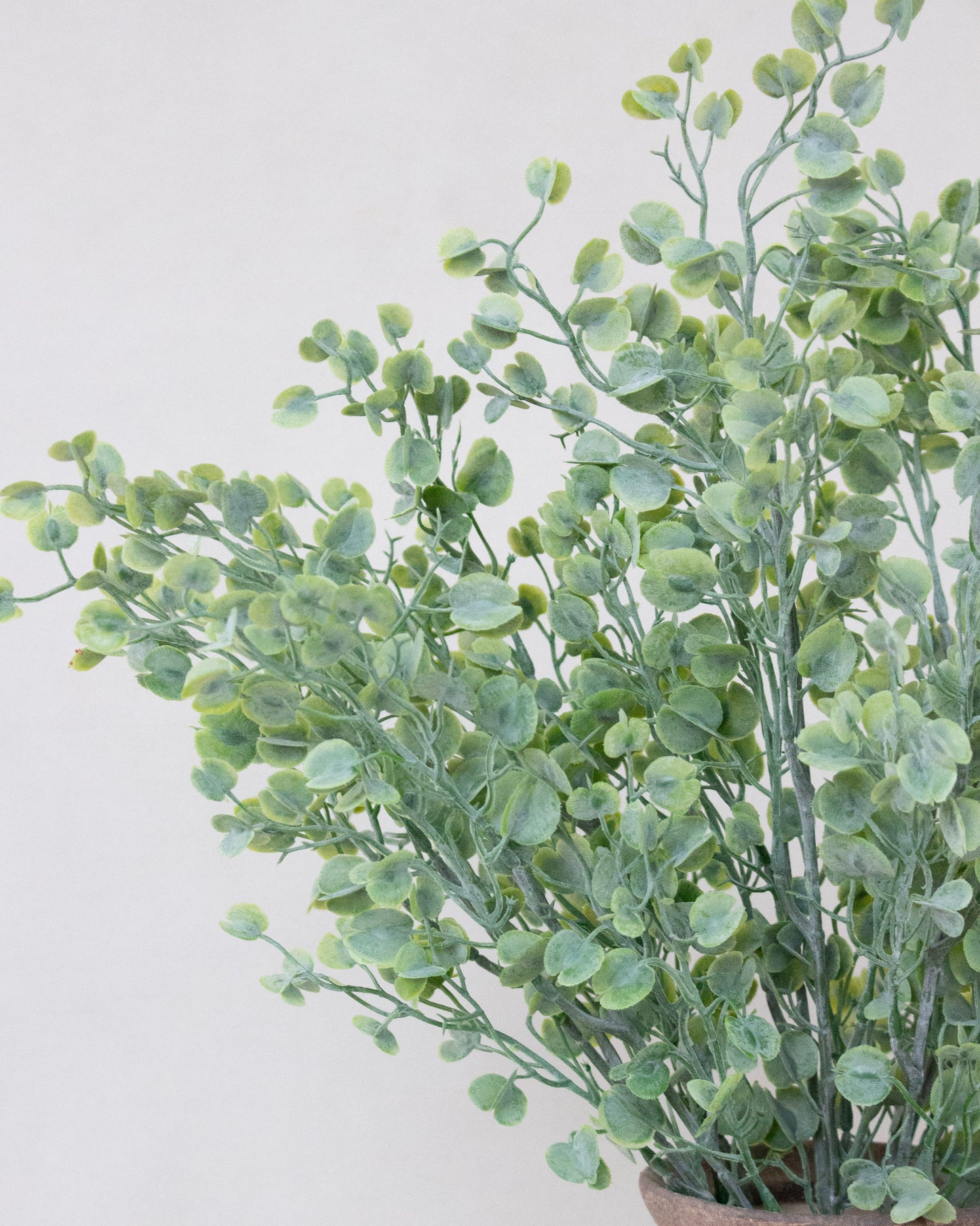 Mini Leaf Greens Bush