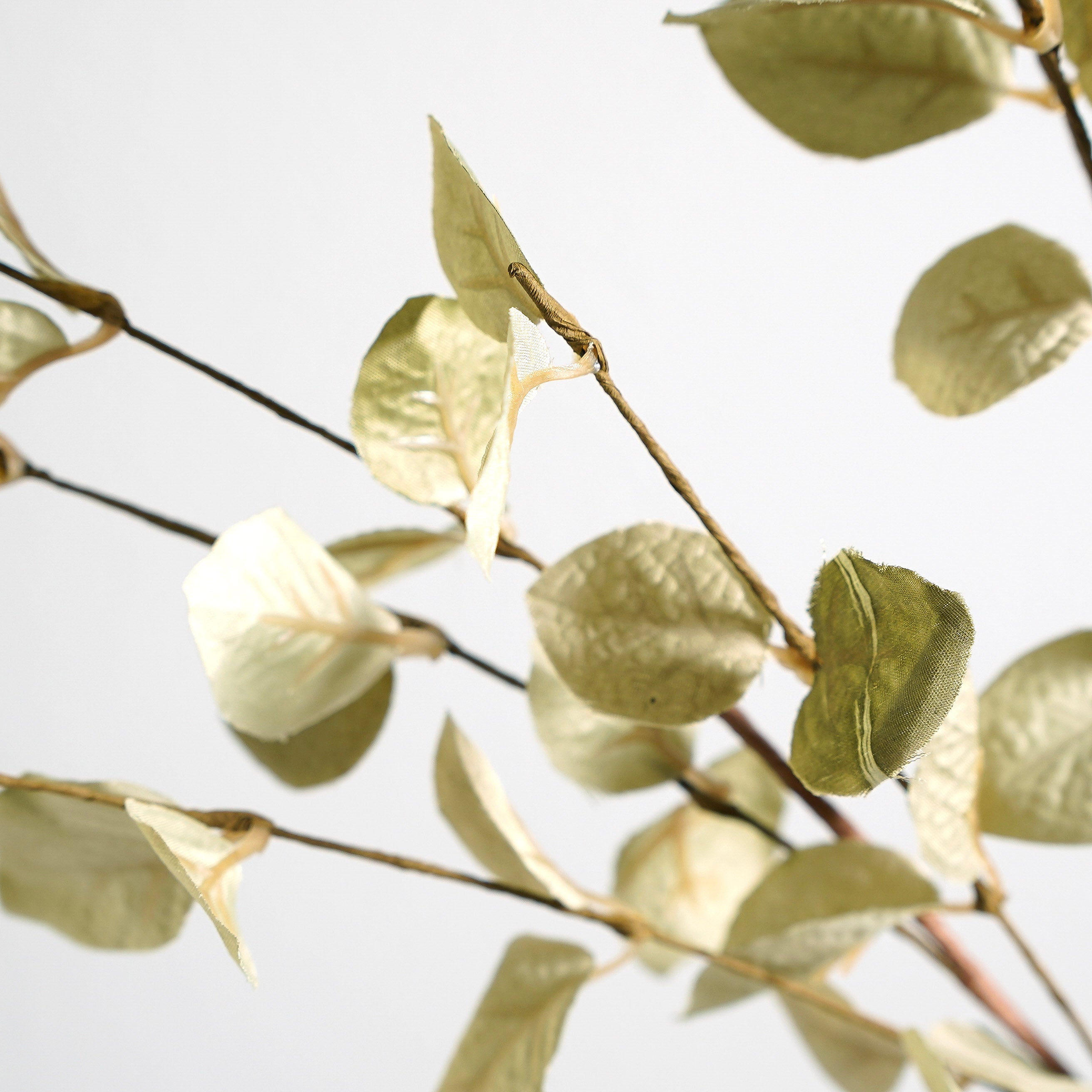 Light Green Eucalyptus Stem