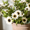 Black-Eyed Susan Bush | White