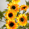 Black-Eyed Susan Bush | Yellow