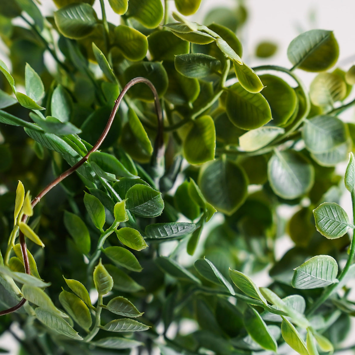 Meadow Eucalyptus Bush | Small