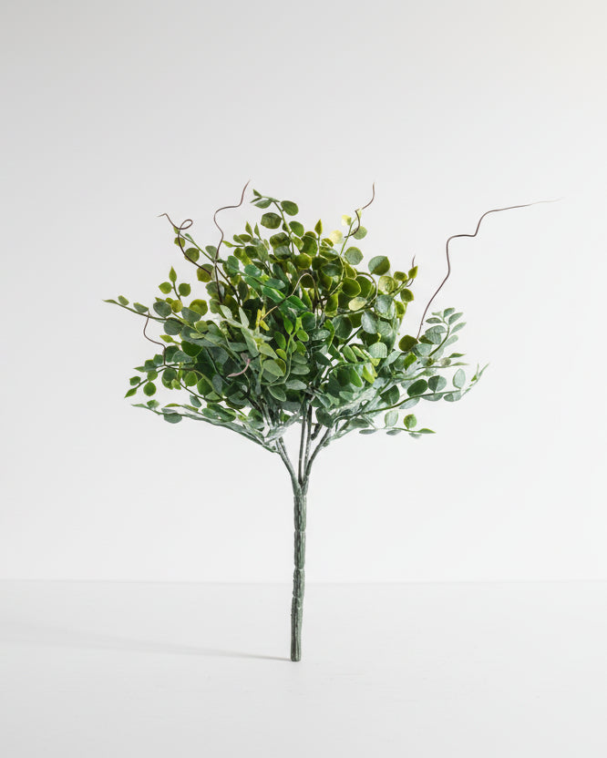 Meadow Eucalyptus Bush | Small