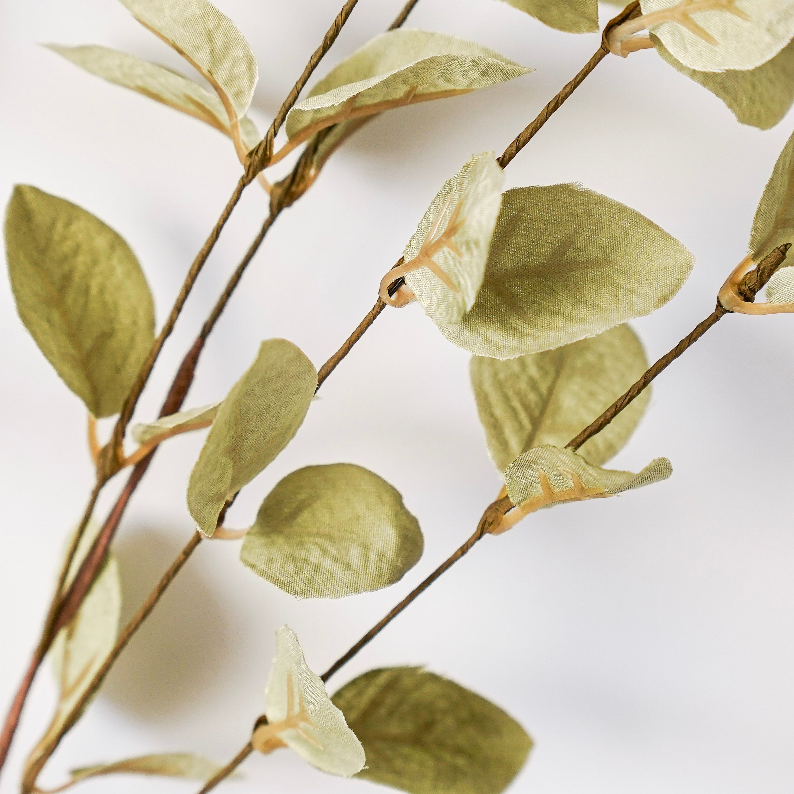 Light Green Eucalyptus Stem