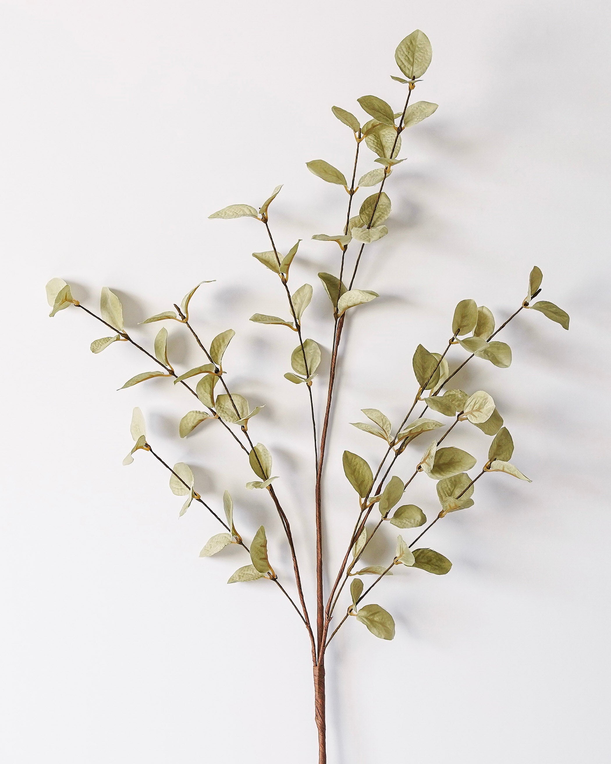 Light Green Eucalyptus Stem
