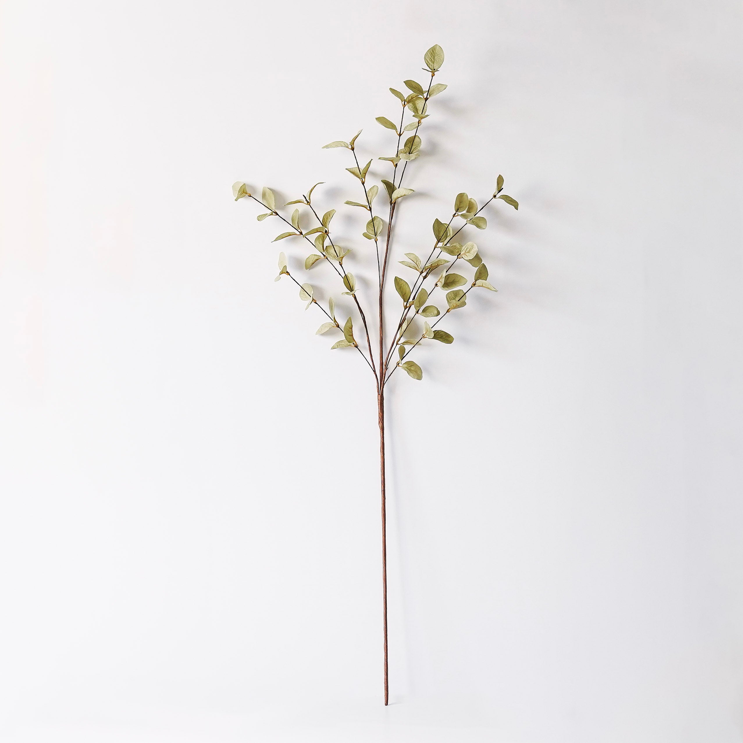 Light Green Eucalyptus Stem