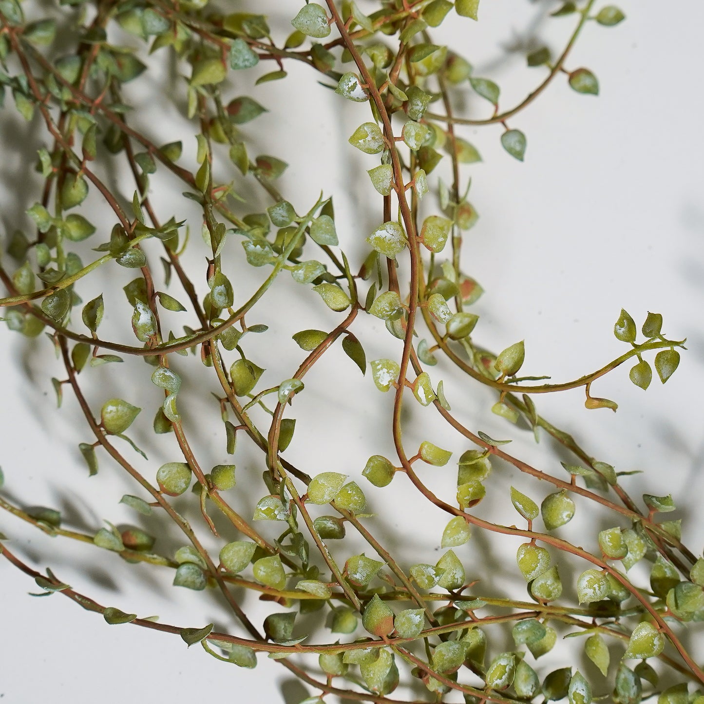 Little Leafy Vine Hanging