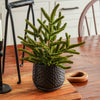 Real Touch Blissful Norfolk Pine Potted Plant | 13”