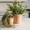 Terra Cotta Ruffle Planter | Small