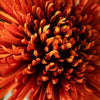 Dried Faux Mum Stem | Orange