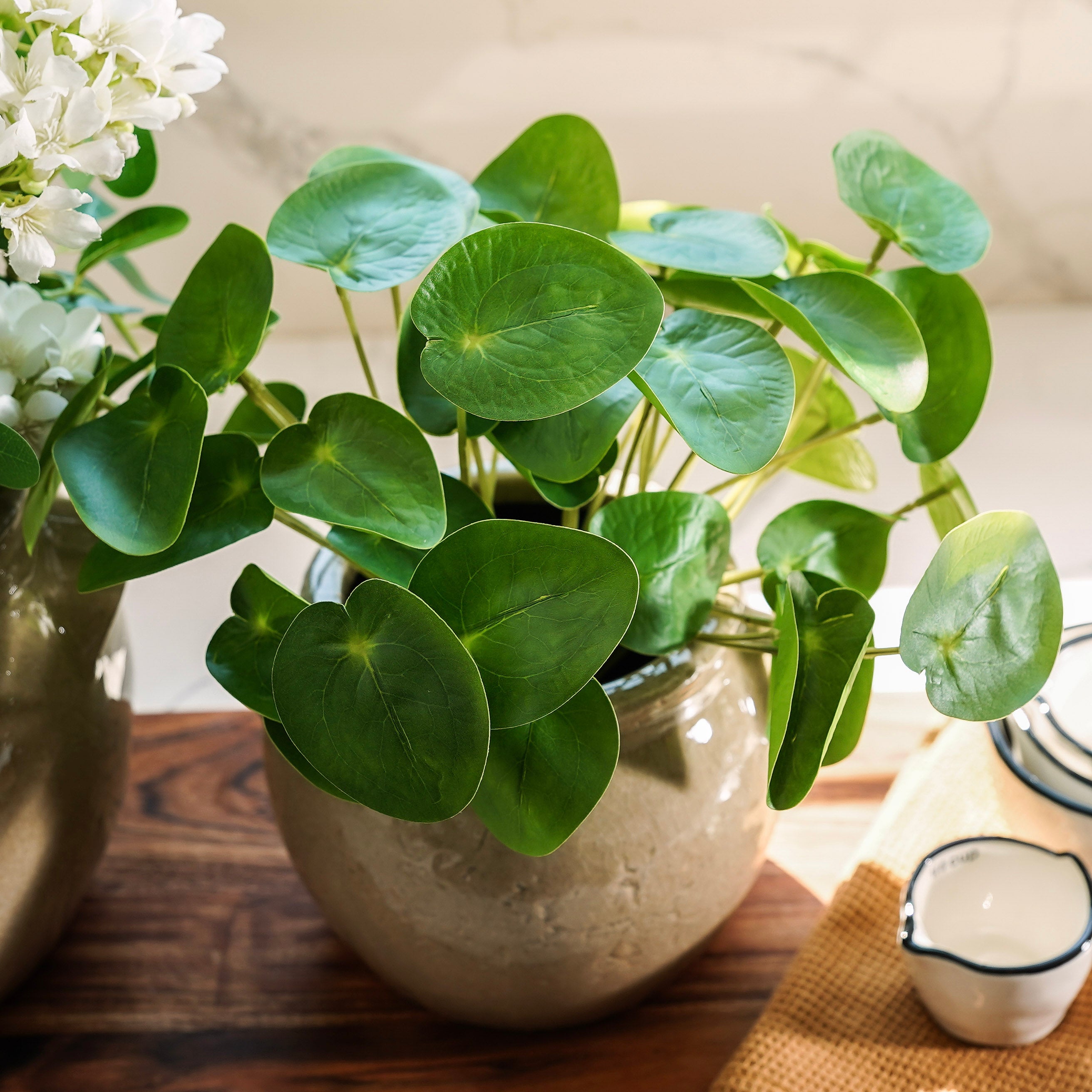 Pilea Chinese Money Pick