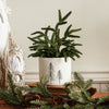 Real Touch Blissful Norfolk Pine Potted Plant | 13”