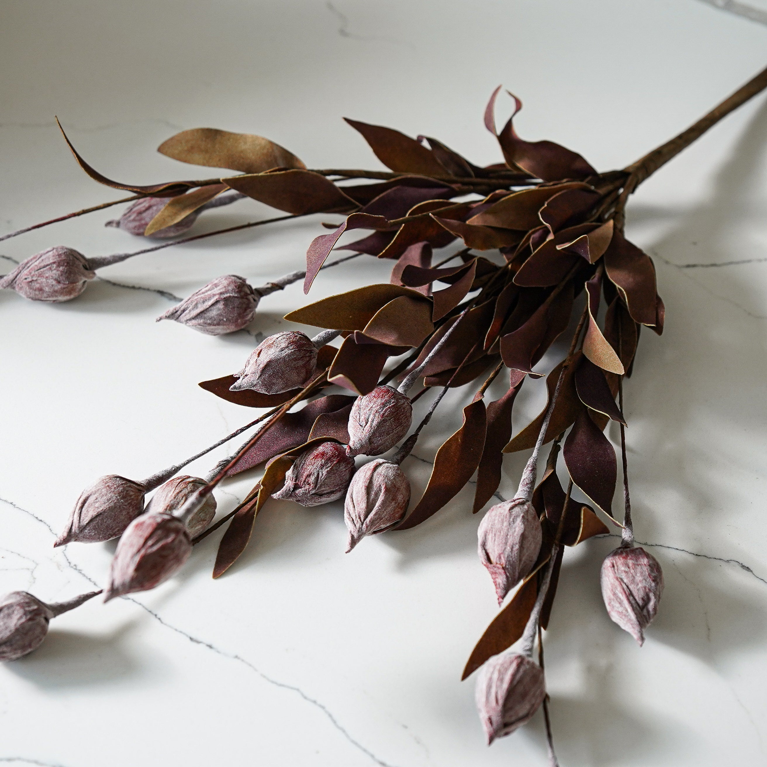 Burgundy Sleepy Catchfly Bush