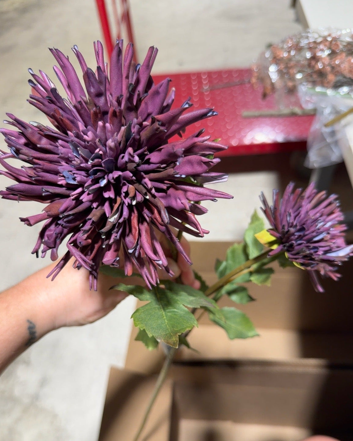 Plum Spider Dahlia Stem