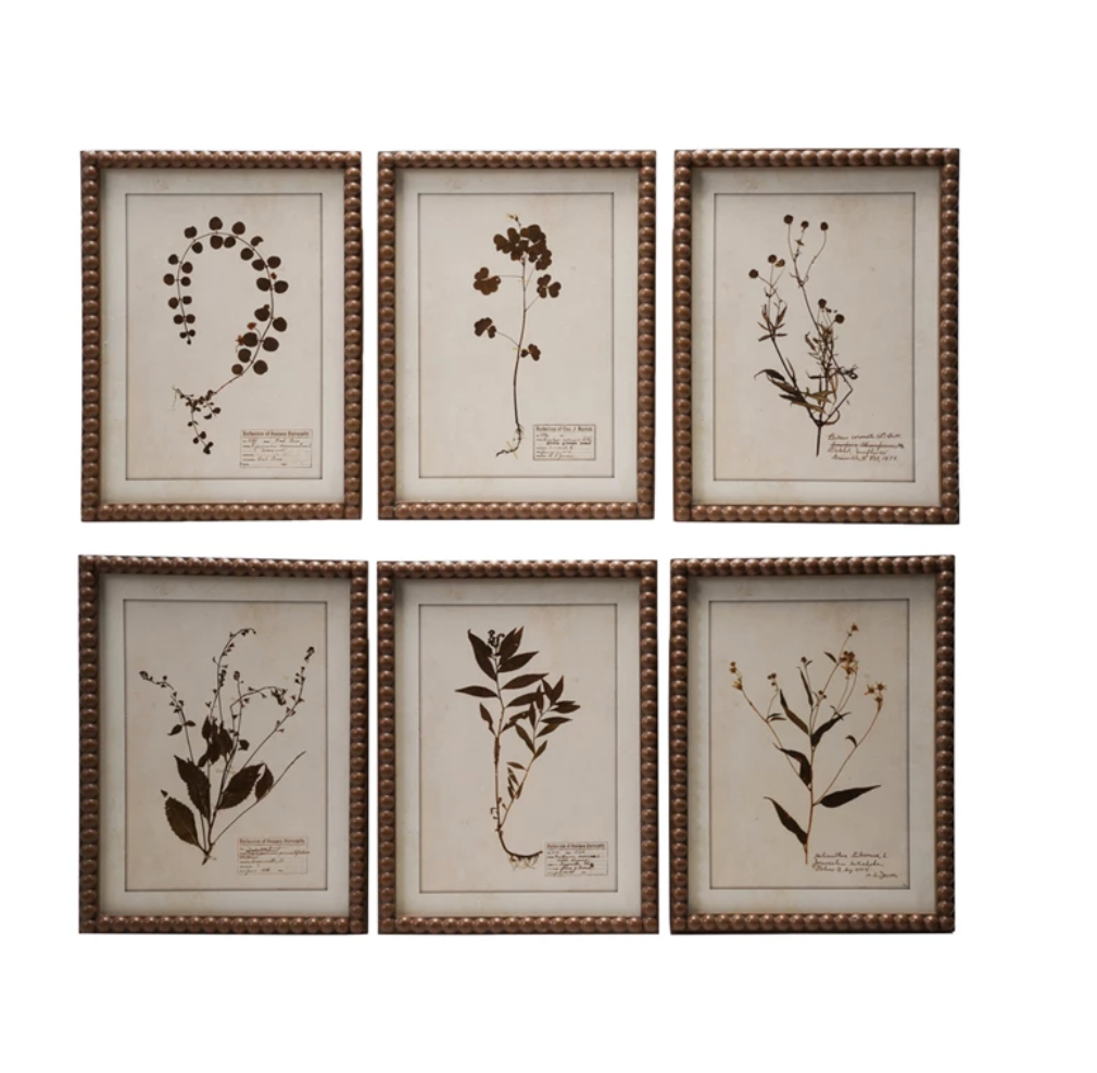 Framed Botanical Print Wall Decor | Individual